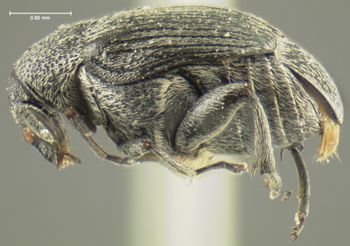 Media type: image;   Entomology 35374 Aspect: habitus lateral view